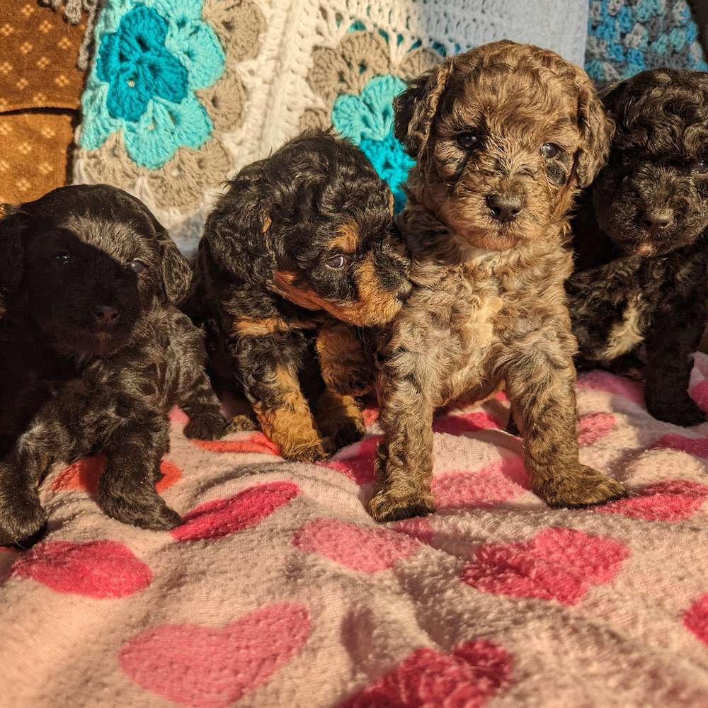 F1b Aussidoodles